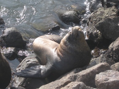 The fattest sea lion I have ever seen. Just  hanging in the harbor,