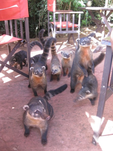 "Did someone say LUNCH?". Right before they attacked us for our food.